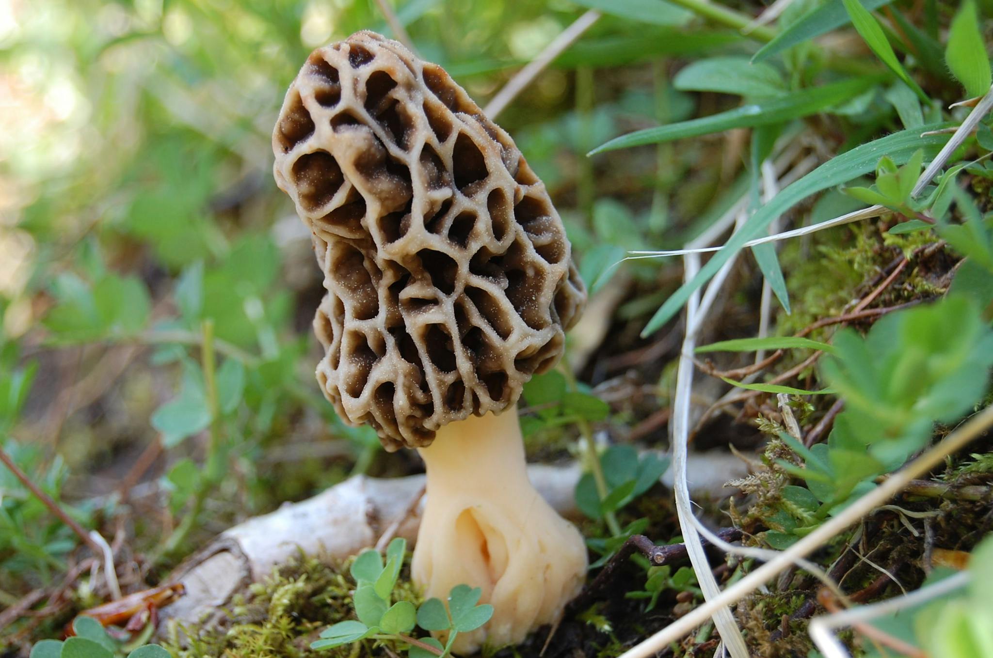 THE ESSENTIAL GUIDE TO MOREL MUSHROOMS