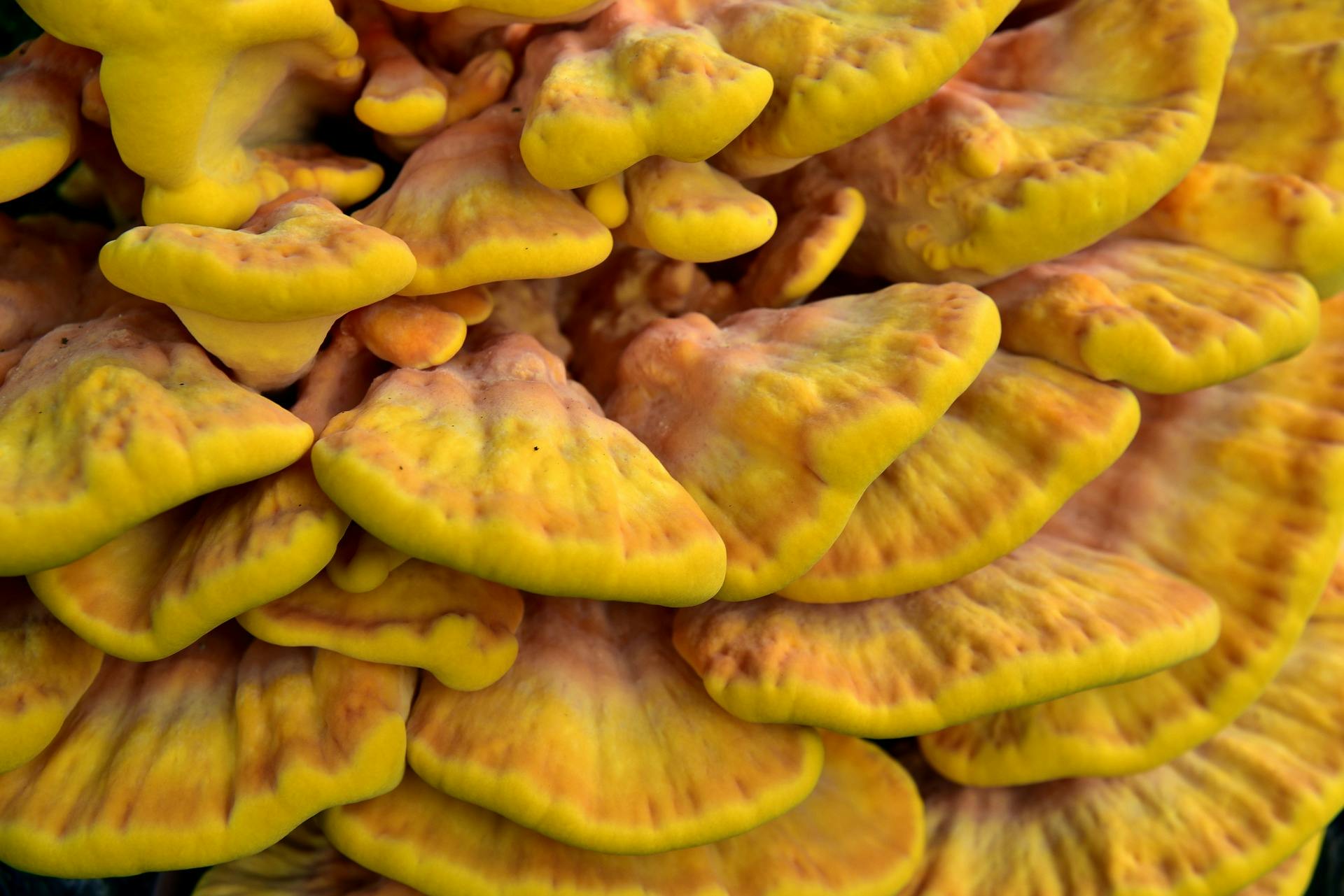 THE ESSENTIAL GUIDE TO CHICKEN OF THE WOODS