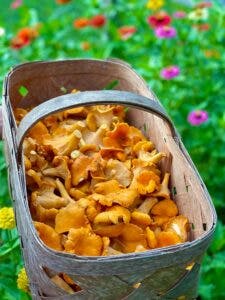 THE ESSENTIAL GUIDE TO CHANTERELLE MUSHROOMS