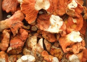 THE ESSENTIAL GUIDE TO LOBSTER MUSHROOMS