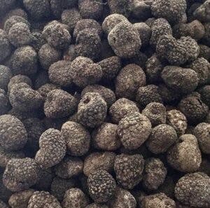 THE ESSENTIAL GUIDE TO TRUFFLES