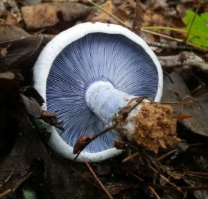 THE INDIGO MILK CAP: A NEW FIND FOR THE PACIFIC NORTHWEST