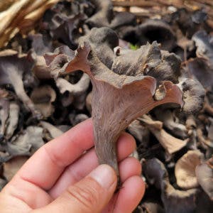 BUYING WILD MUSHROOMS – ORIGINS, SAFETY, AND CLEANING TIPS