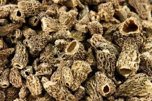 DRIED MUSHROOMS: EVERYTHING YOU NEED TO KNOW