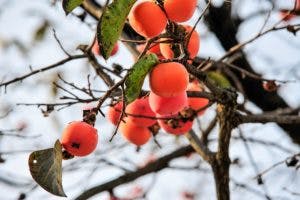 WINTER FORAGING 101: FORAGING TREATS FROM THE TREES