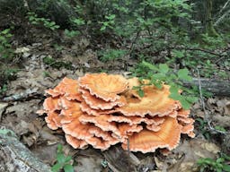 Midcoast Mushroom