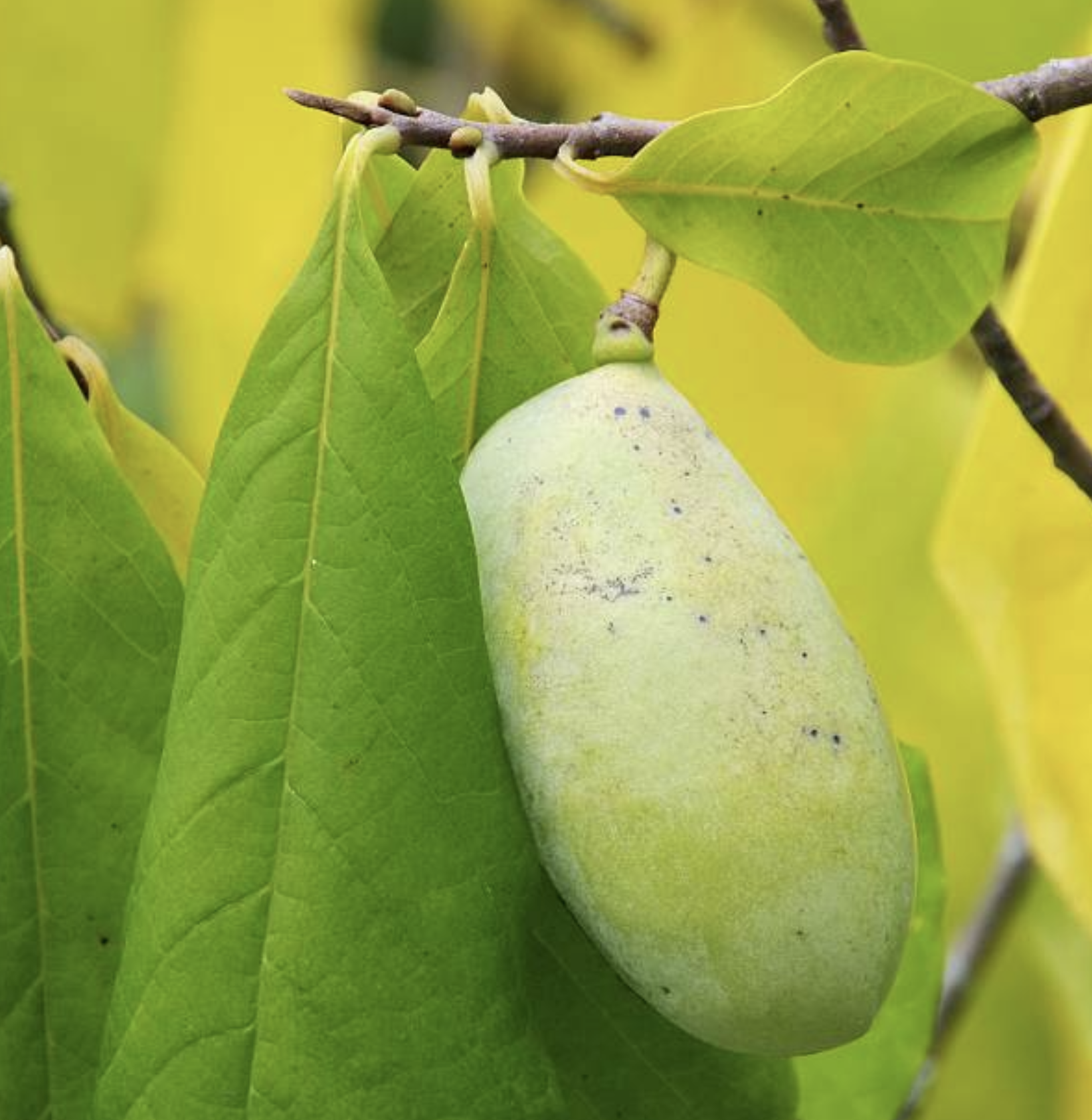 Unleashing the Mystery: Where Do Paw Paws Grow and Why You Need to Know