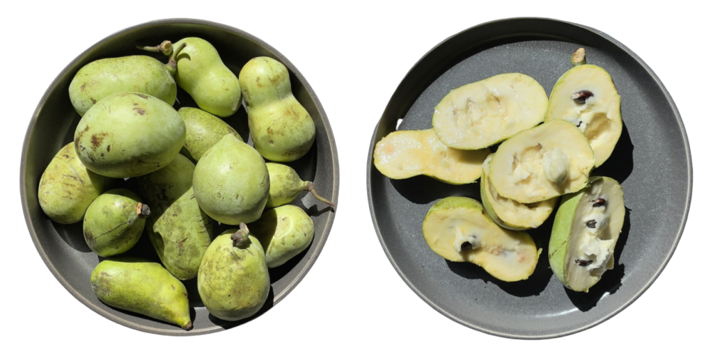  What Do Paw Paws Taste Like? Exploring the Heavenly Delights of this Exotic Fruit