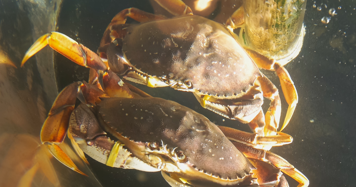 Unveiling the Ocean's Gem: What Is Dungeness Crab