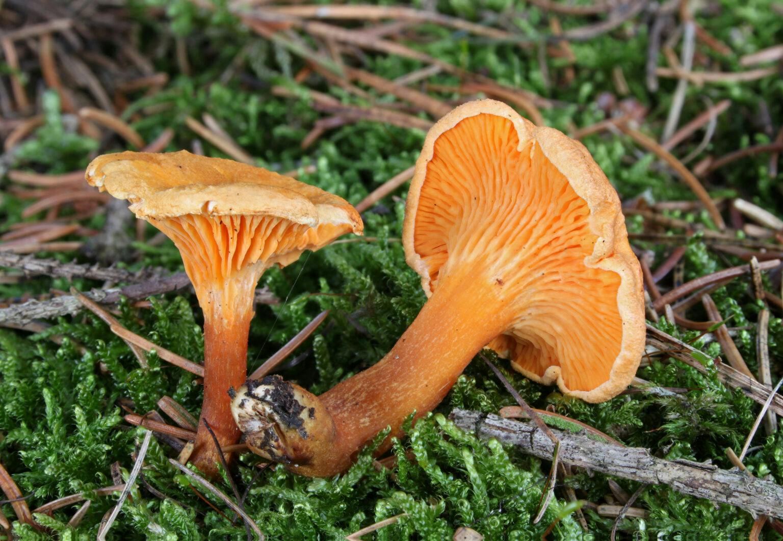  Unmasking False Chanterelles: Essential Tips for Mushroom Foragers
