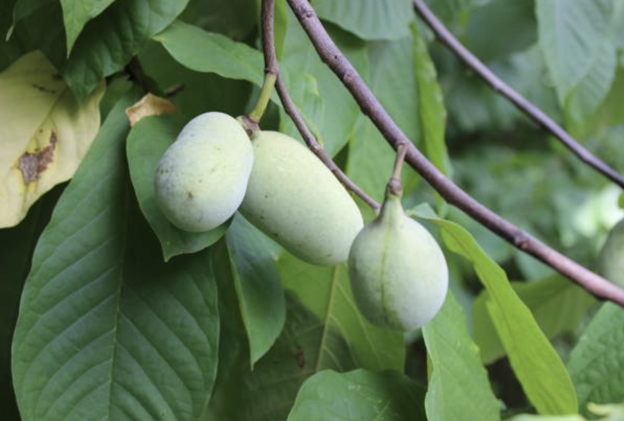 Unraveling the Secrets: Where Do Pawpaw Trees Grow and Thrive?