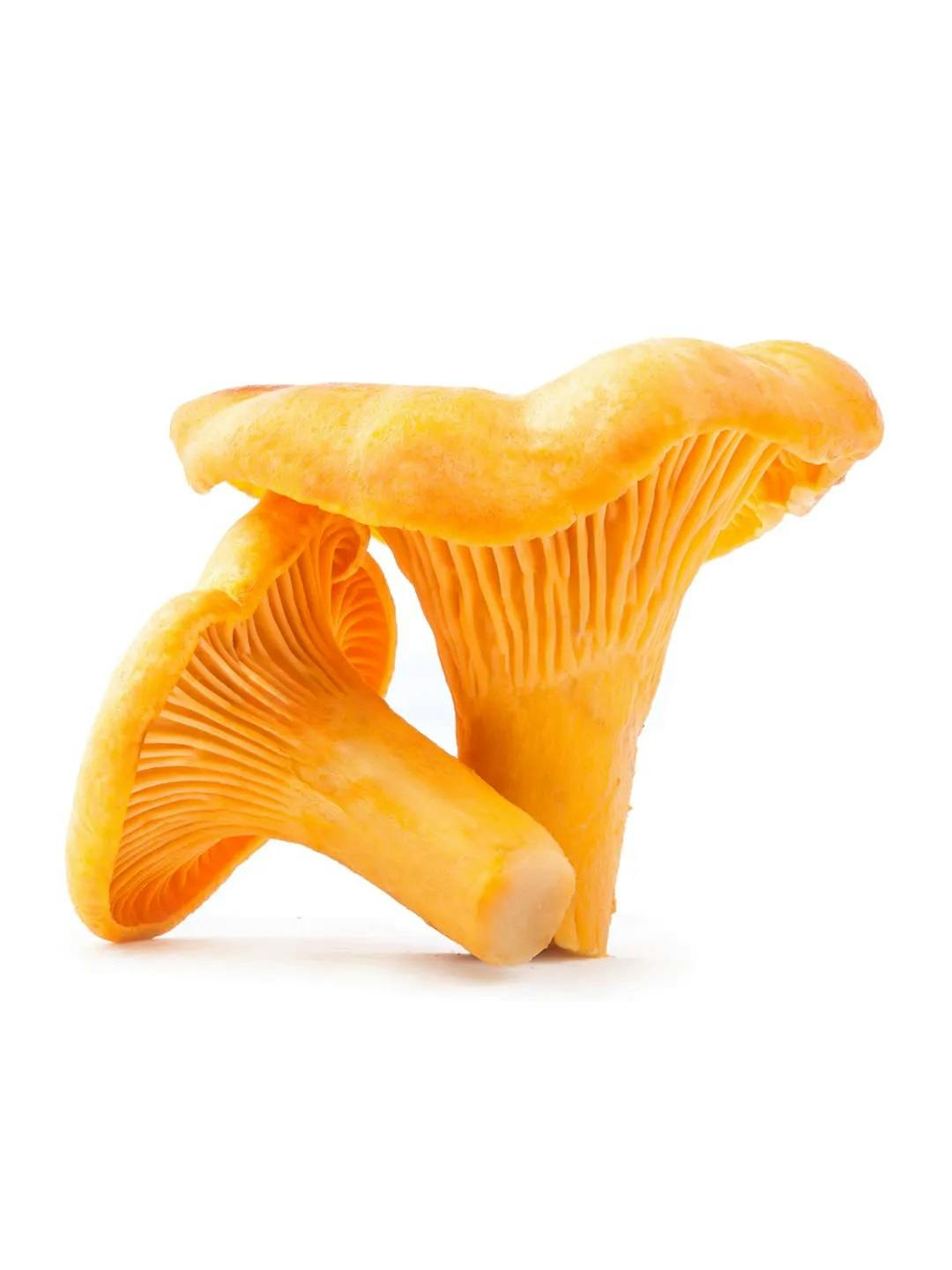Chanterelle vs. Its Imposters: Identifying Chanterelle Look Alikes