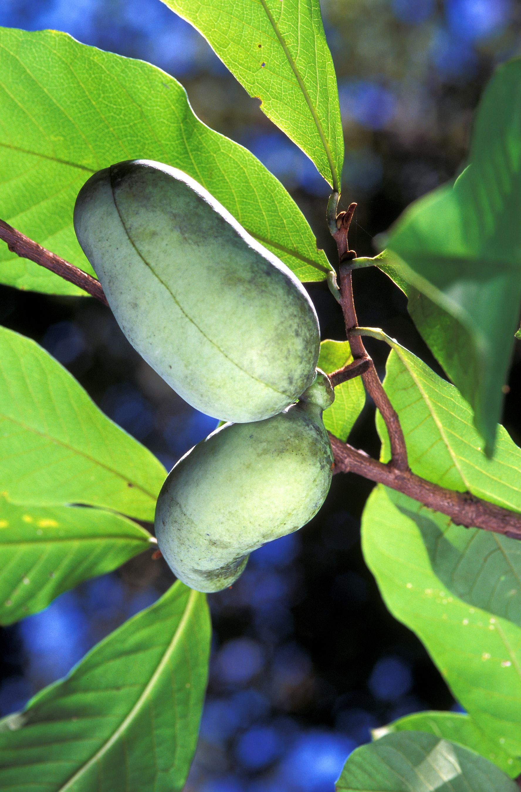 What are Paw Paws? Decoding the Secrets